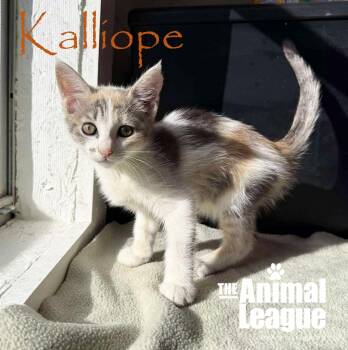 Rescue Dilute Calico and Domestic Short Hair Cats for Adoption in Groveland, Florida - Kalliope | PetCurious