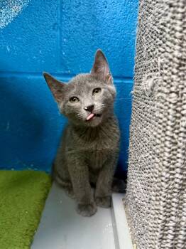 Rescue Russian Blue and Domestic Short Hair Cats for Adoption in Jefferson, Louisiana - Home Fry | PetCurious