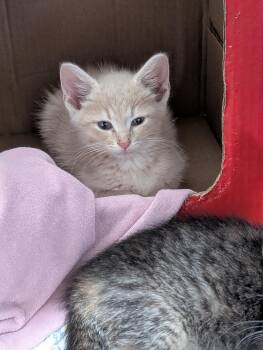 Elbert -  Domestic Medium Hair Cat for Adoption in Tilton, Illinois - Elbert | PetCurious