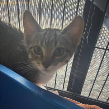 Domestic Short Hair Cats Available for Adoption in Lakeland, Florida - Alfredo | PetCurious