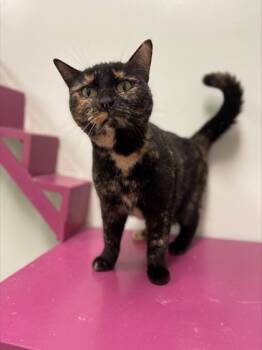 Rescue Domestic Short Hair Cats for Adoption in Batavia, Ohio - Molly | PetCurious