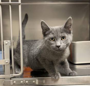 Rescue Russian Blue and Domestic Short Hair Cats for Adoption in Montville, New Jersey - Steel | PetCurious