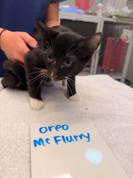 Oreo McFlurry -  Domestic Short Hair Cat for Adoption in Vancouver, Washington - Oreo McFlurry | PetCurious