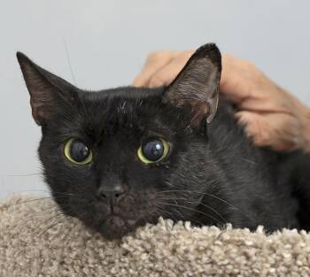 Artemis -  Domestic Short Hair Cat for Adoption in Chicago, Illinois - Artemis | PetCurious