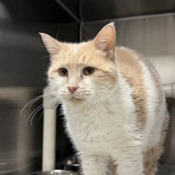 Egg -  Domestic Short Hair and Mixed Breed Cat for Adoption in Indianapolis, Indiana - Egg | PetCurious