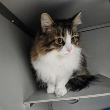 Gizmo (Lorraine) -  Domestic Long Hair Cat for Adoption in Honesdale, Pennsylvania - Gizmo (Lorraine) | PetCurious