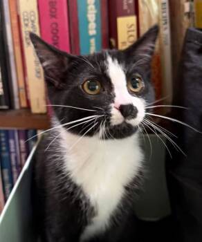 CHARLIE -  Domestic Short Hair Cat for Adoption in Canfield, Ohio - CHARLIE | PetCurious