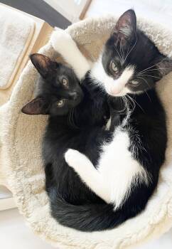 Pip II -  Tuxedo Cat for Adoption in Alameda, California - Pip II | PetCurious