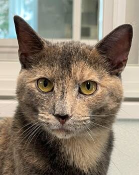 Domestic Short Hair Cats Available for Adoption in Harrison, New York - Amara | PetCurious