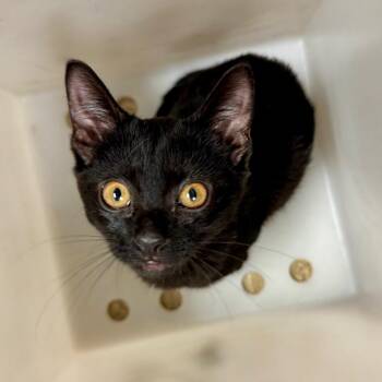 Toothless -  Domestic Short Hair Cat for Adoption in Birmingham, Alabama - Toothless | PetCurious