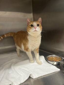 Domestic Short Hair Cats Available for Adoption in Clarksville, Tennessee - Pickles | PetCurious
