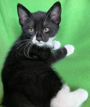 Quark -  Tuxedo Cat for Adoption in Hood River, Oregon - Quark | PetCurious
