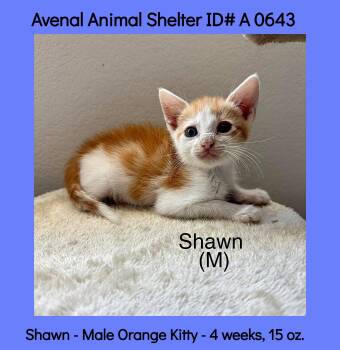 Shawn -  Domestic Medium Hair Cat for Adoption in Avenal, California - Shawn | PetCurious