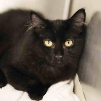 Nightwing -  Domestic Long Hair Cat for Adoption in Atlanta, Georgia - Nightwing | PetCurious