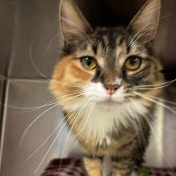 Mimi -  Domestic Long Hair Cat for Adoption in Braintree, Massachusetts - Mimi | PetCurious