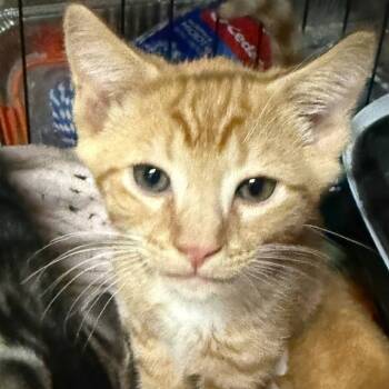 Rescue Domestic Short Hair Cats for Adoption in Ephrata, Pennsylvania - Ember | PetCurious