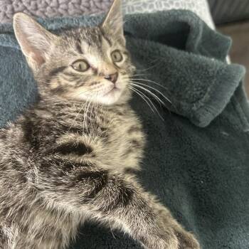 Domestic Short Hair Cats Available for Adoption in Wheeling, Illinois - Macaroni | PetCurious