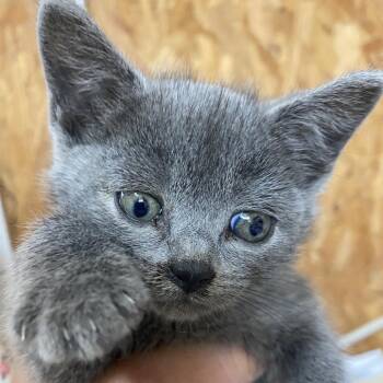 Sissy -  Domestic Short Hair Cat for Adoption in Blairsville, Georgia - Sissy | PetCurious
