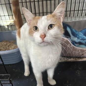 Rescue Domestic Short Hair Cats for Adoption in Huntington, New York - Eve (tiny!) | PetCurious