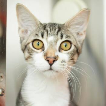 Picasso -  Domestic Short Hair Cat for Adoption in Middletown, Rhode Island - Picasso | PetCurious
