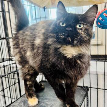Celine -  Domestic Long Hair Cat for Adoption in Lebanon, Missouri - Celine | PetCurious