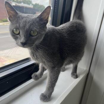 Mama -  Domestic Short Hair Cat for Adoption in St. Louis, Missouri - Mama | PetCurious