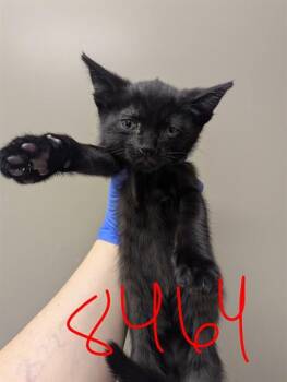 Domestic Short Hair Cats Available for Adoption in Ontario, California - WISE - IN FOSTER | PetCurious
