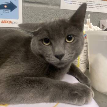 Rescue Domestic Short Hair Cats for Adoption in Allentown, Pennsylvania - Earl | PetCurious