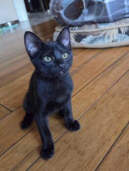 Grapefruit -  Domestic Short Hair Cat for Adoption in Manhattan, Kansas - Grapefruit | PetCurious