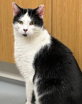 Domestic Short Hair Cats Available for Adoption - Jock | PetCurious