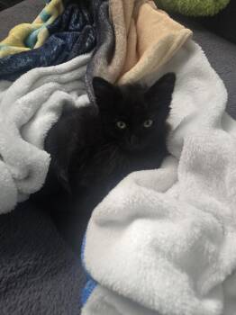 Maestro -  Domestic Medium Hair Cat for Adoption in The Woodlands, Texas - Maestro | PetCurious