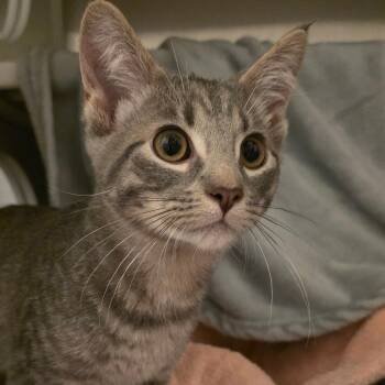 Garlic -  Domestic Short Hair Cat for Adoption in Council Bluffs, Iowa - Garlic | PetCurious