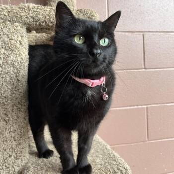 Domestic Short Hair Cats Available for Adoption in Angleton, Texas - Blackout | PetCurious