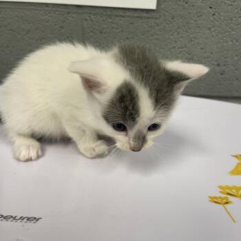 Bleu Cheese -  Domestic Short Hair Cat for Adoption in Allentown, Pennsylvania - Bleu Cheese | PetCurious