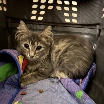 Flaky -  Domestic Long Hair Cat for Adoption in Wilmington, Delaware - Flaky | PetCurious