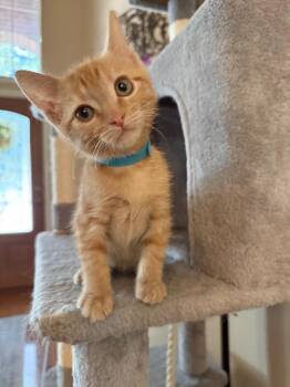 Wynonna -  Tabby Cat for Adoption in San Antonio, Texas - Wynonna | PetCurious