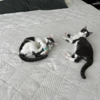 Blake -  Domestic Short Hair Cat for Adoption in Tustin, California - Blake | PetCurious