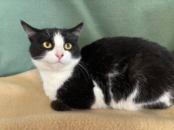 Rescue Domestic Short Hair Cats for Adoption in Wabash, Indiana - Squeaky | PetCurious