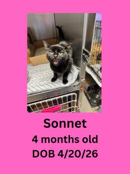 Sonnet -  Domestic Short Hair Cat for Adoption in Ravenna, Ohio - Sonnet | PetCurious