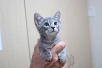 Flint -  Domestic Short Hair Cat for Adoption in Brunswick, Georgia - Flint | PetCurious