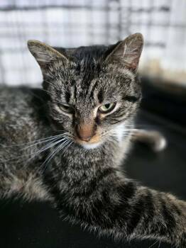 Domestic Short Hair Cats Available for Adoption - Wilma | PetCurious