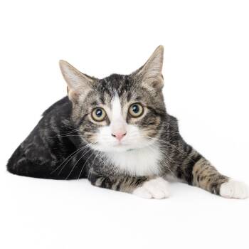 Rescue Domestic Short Hair Cats for Adoption in Franklin, Tennessee - Haze | PetCurious