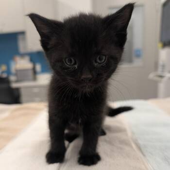 Tommy -  Domestic Medium Hair Cat for Adoption in Winston-salem, North Carolina - Tommy | PetCurious