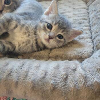 Aiden -  Domestic Short Hair Cat Available for Adoption in Clarksdale, Mississippi - Aiden | PetCurious
