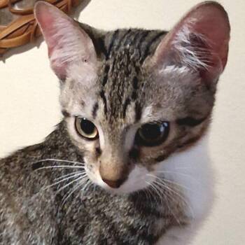 Scrappy -  American Shorthair Cat for Adoption in Boerne, Texas - Scrappy | PetCurious