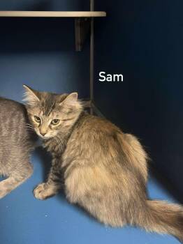 Rescue Domestic Short Hair Cats for Adoption in Hoopeston, Illinois - Sam | PetCurious