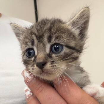 Domestic Short Hair Cats Available for Adoption in Lake Jackson, Texas - Marilyn | PetCurious