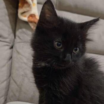 Bowser -  Domestic Short Hair Cat Available for Adoption in Harrisonburg, Virginia - Bowser | PetCurious