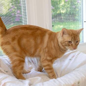 Domestic Short Hair Cats Available for Adoption in Mckean, Pennsylvania - Chester Copperpot | PetCurious