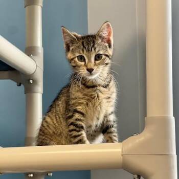 Domestic Short Hair Cats Available for Adoption in Oneonta, New York - Pebbles | PetCurious